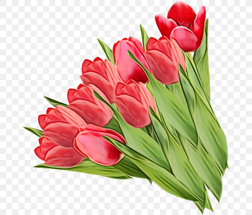 Tulip Flower Cut Flowers Plant Petal, PNG, 674x699px, Watercolor, Bouquet, Cut Flowers, Flower, Lily Family Download Free