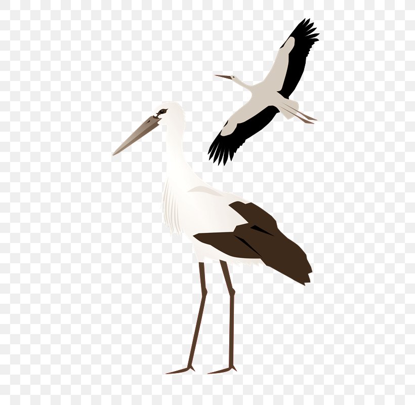 White Stork Crane Clip Art, PNG, 566x800px, White Stork, Beak, Bird, Ciconiiformes, Crane Download Free