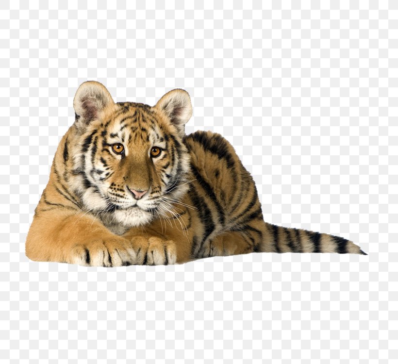 Bengal Cat Bengal Tiger Kitten Siberian Tiger White Tiger, PNG, 750x750px, Bengal Cat, Bengal Tiger, Big Cat, Big Cats, Carnivoran Download Free