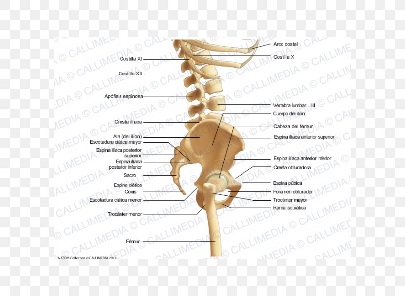 Bone Pelvis Human Anatomy Ligament, PNG, 600x600px, Watercolor, Cartoon, Flower, Frame, Heart Download Free