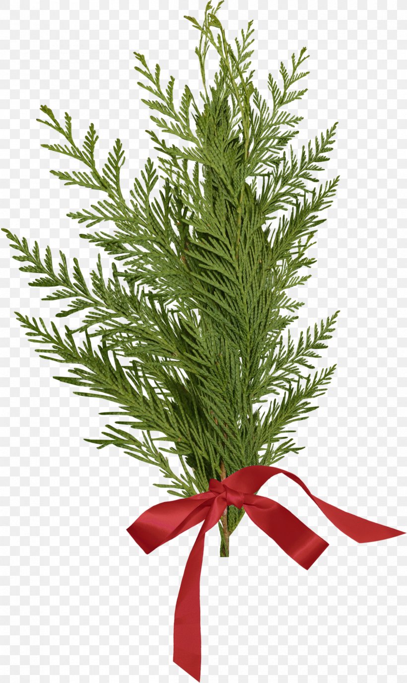 Christmas Tree Ribbon, PNG, 1200x2014px, Christmas Day, American Larch, Branch, Christmas, Christmas Tree Download Free
