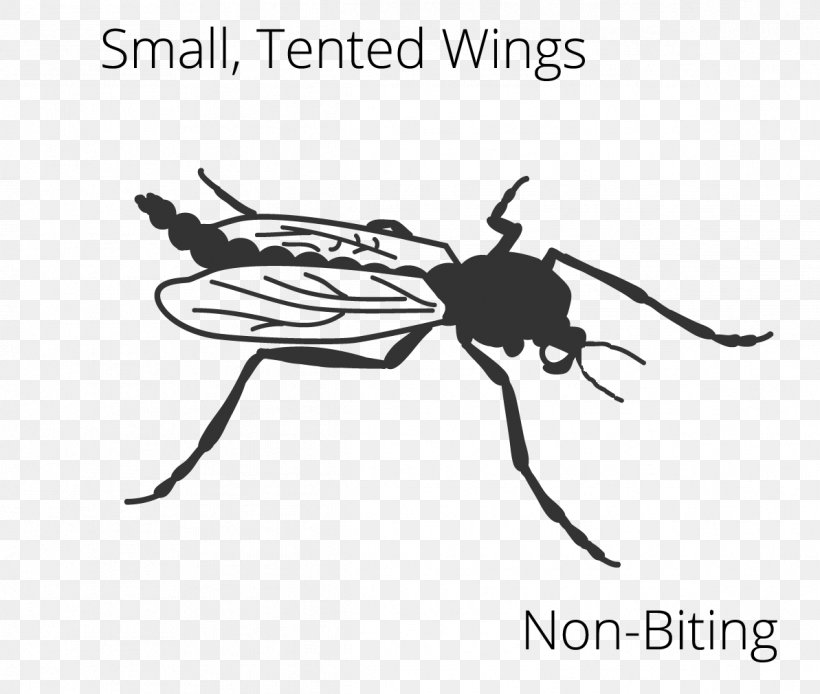 Mosquito Insect Wing Fly Clip Art, PNG, 1193x1010px, Mosquito, Arthropod, Black And White, Cartoon, Chironomidae Download Free