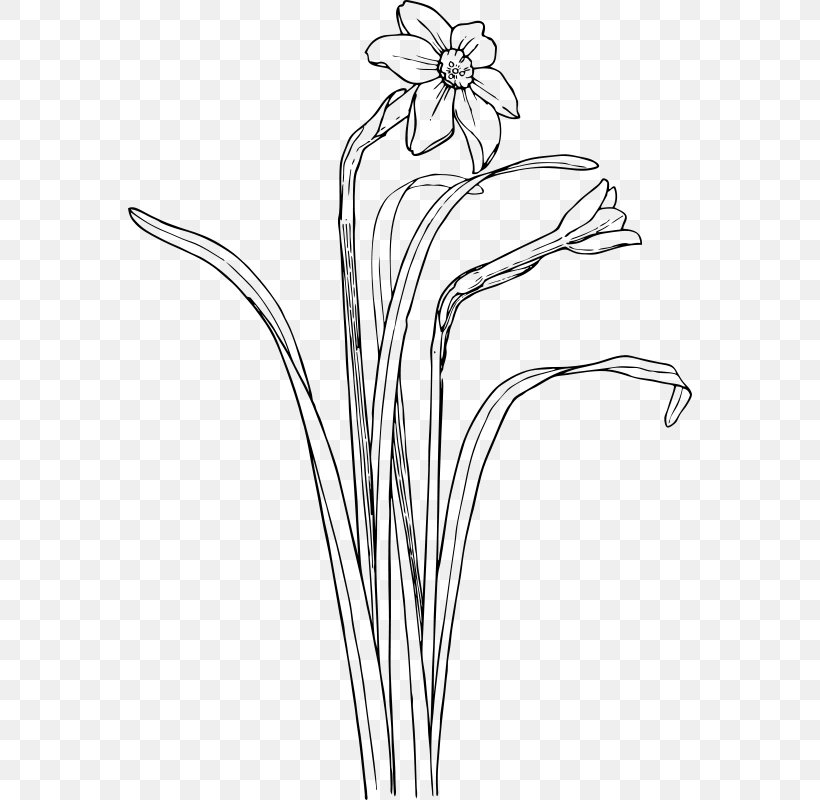 Narcissus Black And White Drawing Clip Art, PNG, 564x800px, Narcissus, Artwork, Black And White, Branch, Can Stock Photo Download Free