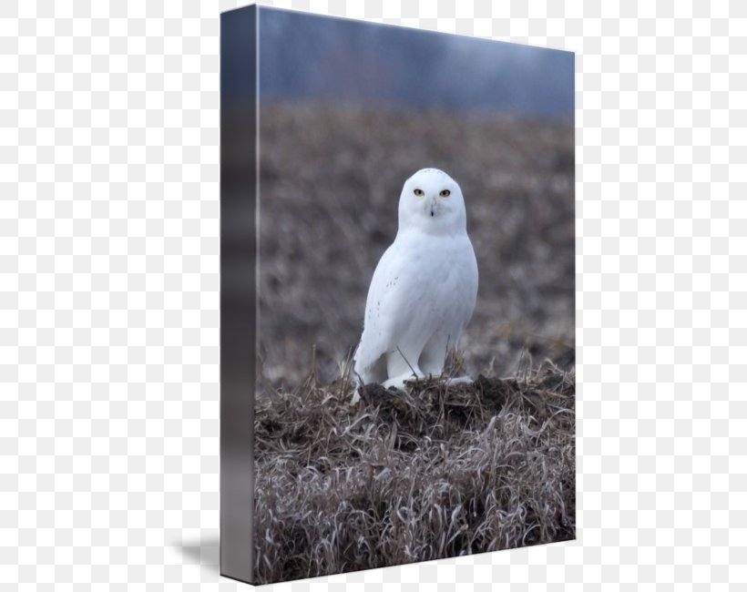Owl Fauna Beak, PNG, 456x650px, Owl, Beak, Bird, Bird Of Prey, Fauna Download Free