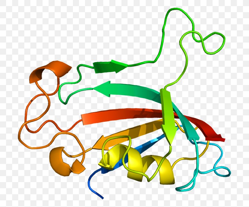 Prolyl Isomerase FKBP Immunophilins Protein, PNG, 752x682px, Prolyl Isomerase, Area, Artwork, Catalysis, Enzyme Download Free