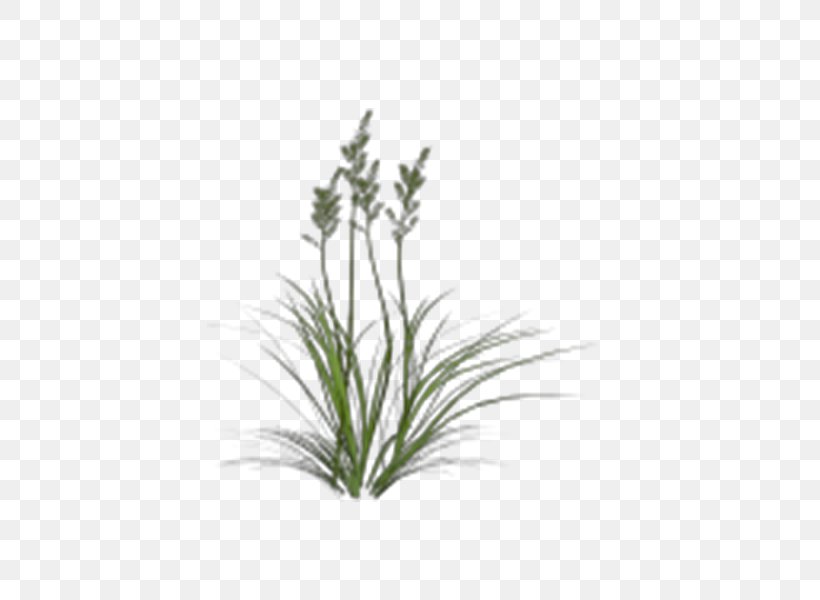 Strong Grass, PNG, 600x600px, Green, Flora, Flower, Flowerpot, Grass Download Free