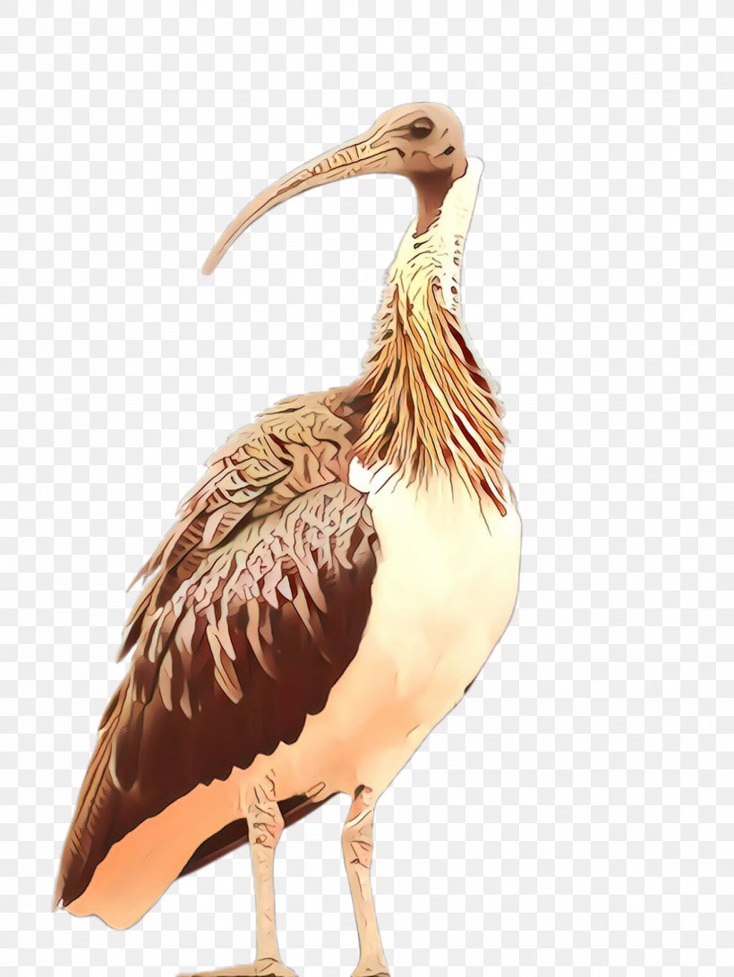 Bird Beak Ibis Pelecaniformes Pelican, PNG, 1732x2307px, Bird, Beak, Ciconiiformes, Cranelike Bird, Heron Download Free