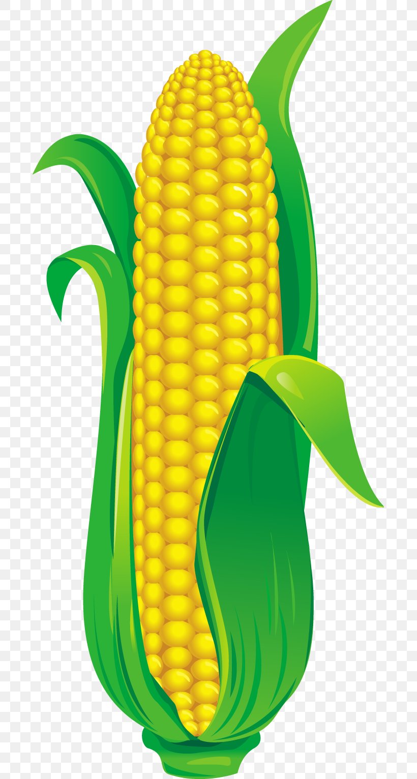 Corn On The Cob Vector Graphics Illustration, PNG, 691x1532px, Corn On The Cob, Commodity, Corn, Corncob, Drawing Download Free