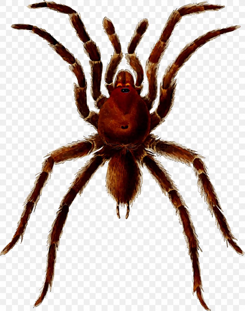 European Garden Spider Clip Art Tarantula Brachypelma Hamorii, PNG, 1892x2400px, Spider, Arachnid, Araneus, Araneus Cavaticus, Arthropod Download Free
