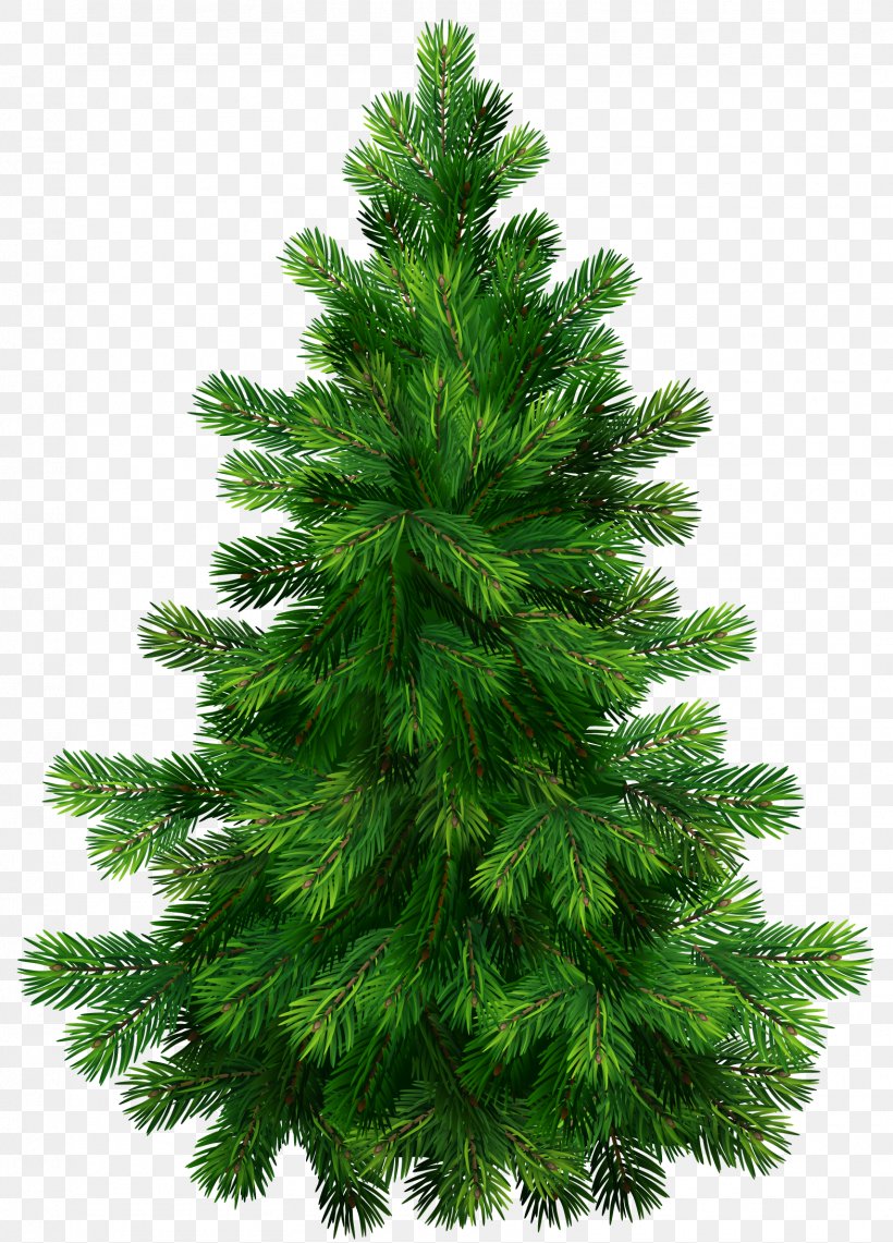 Pine Tree Clip Art, PNG, 1570x2185px, Noble Fir, Abies Grandis, Biome, Black Pine, Christmas Decoration Download Free