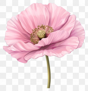 Pink Poppy Flowers - Pink Poppy Flower Illustration With Delicate Details PNG