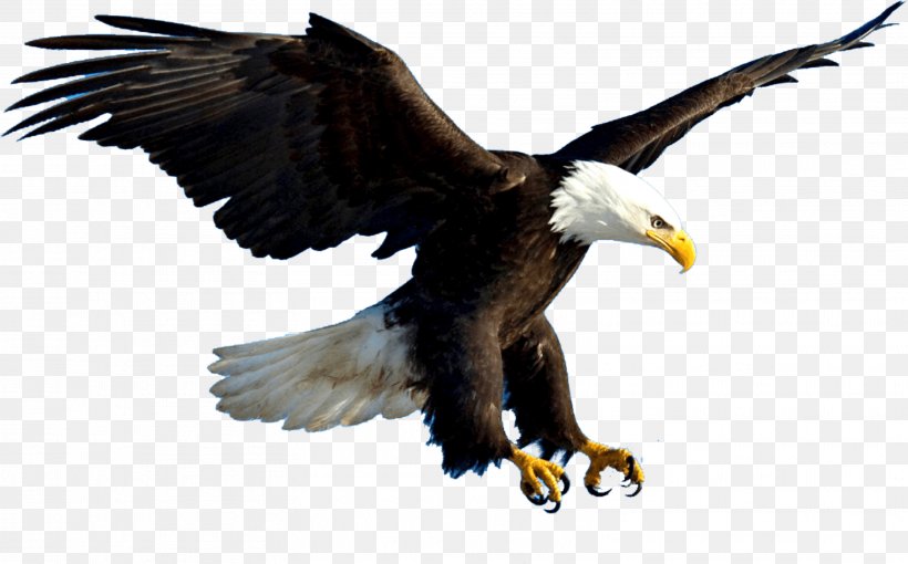 Bald Eagle Bird Of Prey, PNG, 3139x1956px, Bald Eagle, Accipitriformes, Animal, Beak, Bird Download Free
