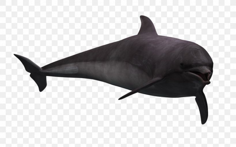 Common Bottlenose Dolphin Rough-toothed Dolphin Tucuxi Porpoise, PNG, 1024x639px, 3d Computer Graphics, Common Bottlenose Dolphin, Animal, Art, Bottlenose Dolphin Download Free