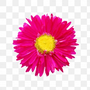 Flowers Picture Abstract Flowers - Cut Flowers Clip Art PNG