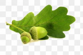 Acorn - English Oak Northern Red Oak Acorn Leaf Conifer Cone PNG