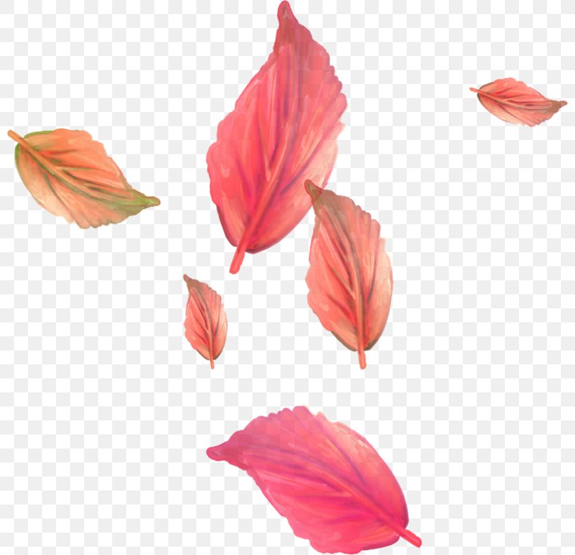 Leaf Lossless Compression Clip Art, PNG, 800x792px, Leaf, Data, Data Compression, Dots Per Inch, Drawing Download Free