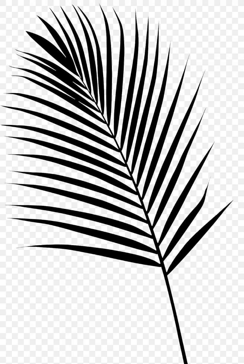 Palm Trees Font Line Leaf Grasses, PNG, 1134x1693px, Palm Trees, Arecales, Black M, Blackandwhite, Branch Download Free