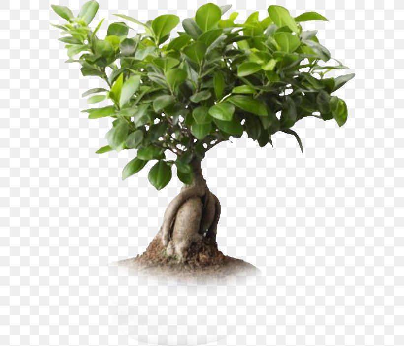 Saint Petersburg Ficus Microcarpa Ficus Retusa Weeping Fig Bonsai, PNG, 622x702px, Saint Petersburg, Artikel, Bonsai, Branch, Evergreen Download Free