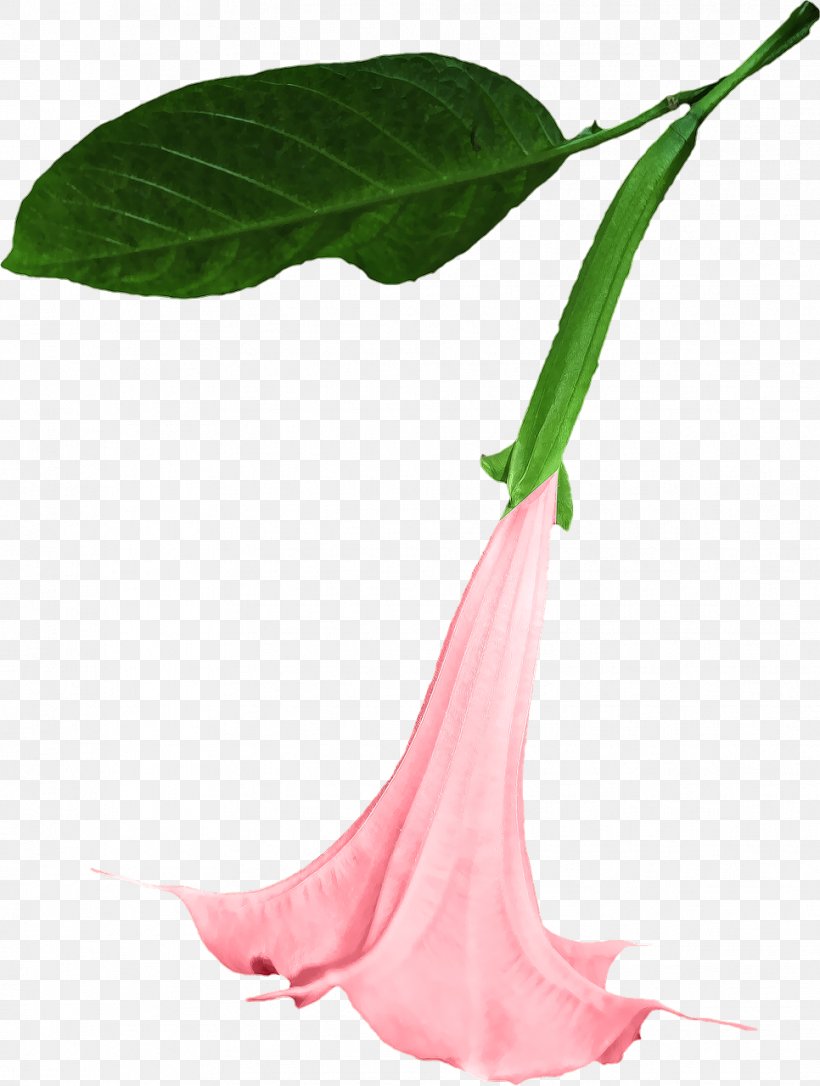 Angel's Trumpet Sacred Datura Portable Network Graphics Clip Art Image, PNG, 966x1280px, Jimsonweed, Datura, Daturas, Flora, Flower Download Free