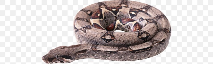 Clip Art, PNG, 500x246px, Image File Formats, Boa Constrictor, Boas, Fauna, Image Resolution Download Free