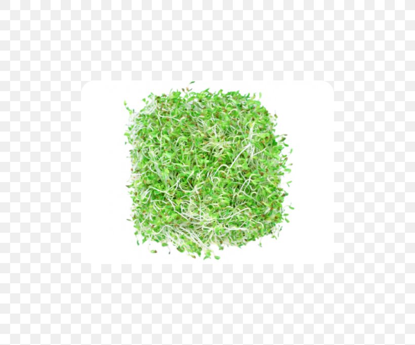 Sprouting Alfalfa Broccoli Sprouts Seed Vegetable, PNG, 500x682px, Sprouting, Alfalfa, Alfalfa Sprouts, Broccoli Sprouts, Brussels Sprout Download Free