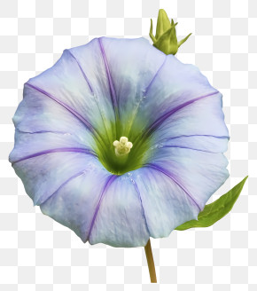 Cartoon - Blue Morning Glory Flower PNG