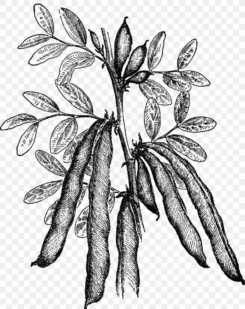 Landscaping Community Gardening Cutting Black And White Plant, PNG, 1585x2001px, Landscaping, Art, Black And White, Branch, Community Gardening Download Free