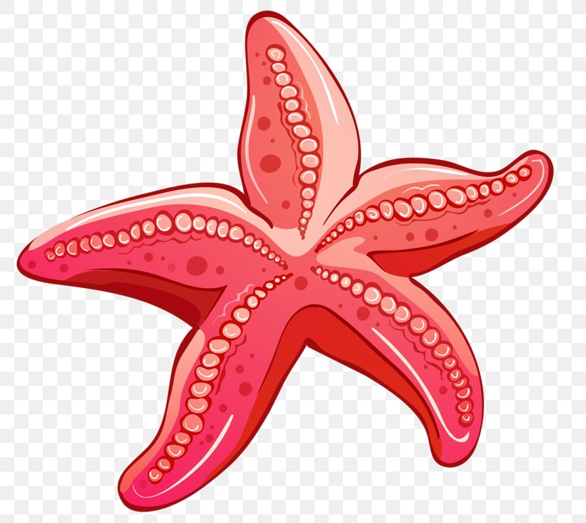 Red, PNG, 800x732px, Red, Animation, Cartoon, Echinoderm, Invertebrate Download Free