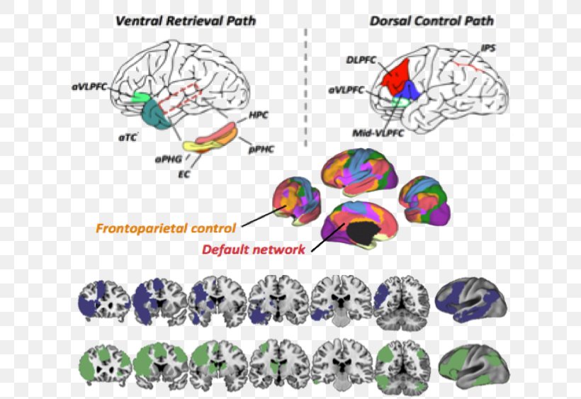 Ventrolateral Prefrontal Cortex Cognition Functional Magnetic Resonance Imaging Brain, PNG, 645x563px, Watercolor, Cartoon, Flower, Frame, Heart Download Free