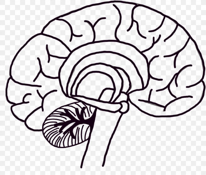 Brain Cartoon, PNG, 1247x1059px, Brain, Agy, Blackandwhite, Cerebrospinal Fluid, Coloring Book Download Free