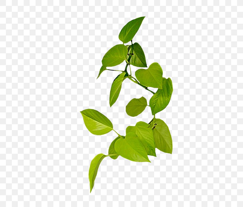 Vine Leaf Clip Art, PNG, 700x700px, Vine, Branch, Flora, Flower, Green Download Free