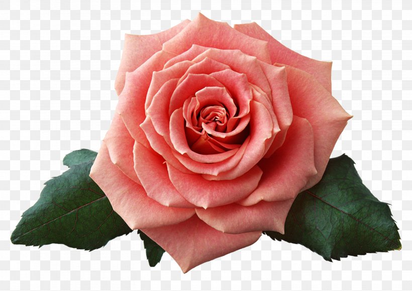Beach Rose Flower, PNG, 3139x2227px, Beach Rose, Blue, China Rose, Cut Flowers, Floribunda Download Free