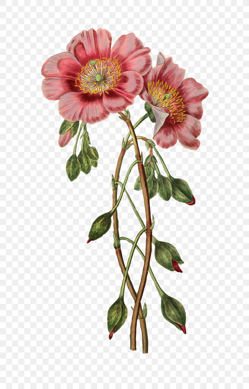 Botanical Illustration Flower Craft Clip Art, PNG, 744x1280px, Botanical Illustration, Annual Plant, Art, Botany, Chrysanths Download Free
