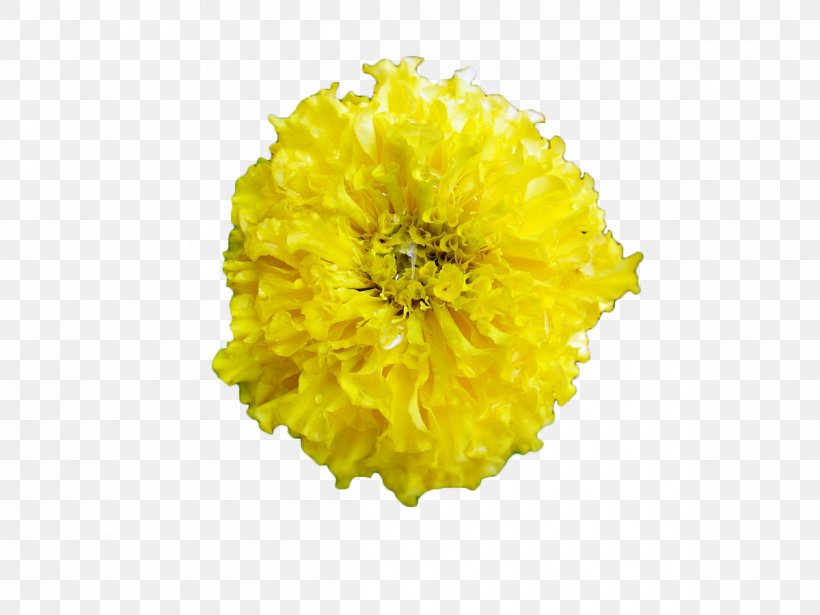Mexican Marigold Tagetes Lucida Chrysanthemum, PNG, 1200x900px, Mexican Marigold, Calendula, Calendula Officinalis, Chrysanthemum, Chrysanths Download Free