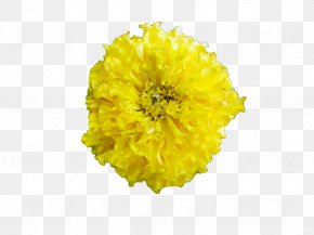 Yellow Marigold - Mexican Marigold Tagetes Lucida Chrysanthemum PNG