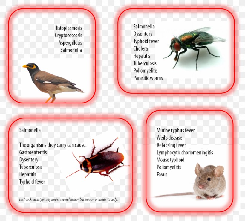 Pest Control Insect Cockroach Brown Rat, PNG, 1024x923px, Pest, Animal, Arthropod, Bacteria, Brown Rat Download Free