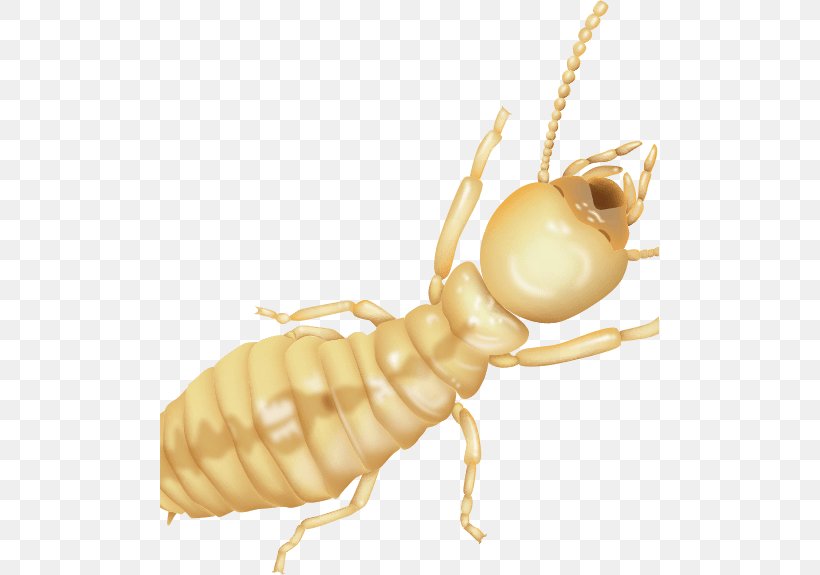Termite Fumigation Sentricon Pest Control Hawaii, PNG, 499x575px, Termite, Aloha Termite Pest Control, Arthropod, Bait, Bed Download Free