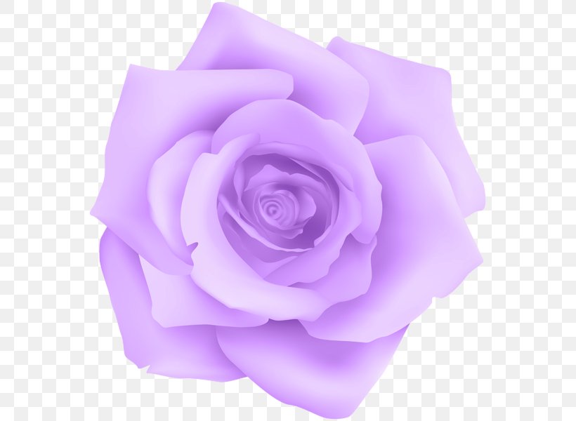 Purple Garden Roses Violet, PNG, 569x600px, Purple, Color, Cut Flowers, Flower, Flowering Plant Download Free