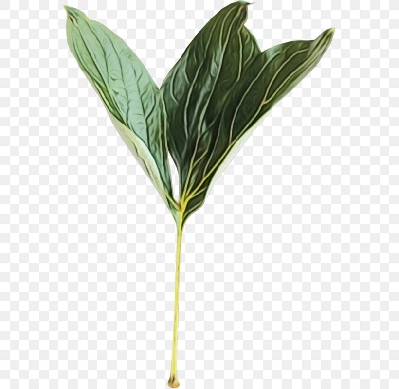 Family Tree Background, PNG, 563x800px, Leaf, Anthurium, Arum Family, Flower, Herb Download Free