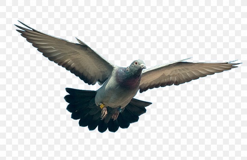 Homing Pigeon Columbidae Troyes Ring-necked Dove, PNG, 857x555px, Homing Pigeon, Beak, Bird, Columbidae, Domestic Pigeon Download Free