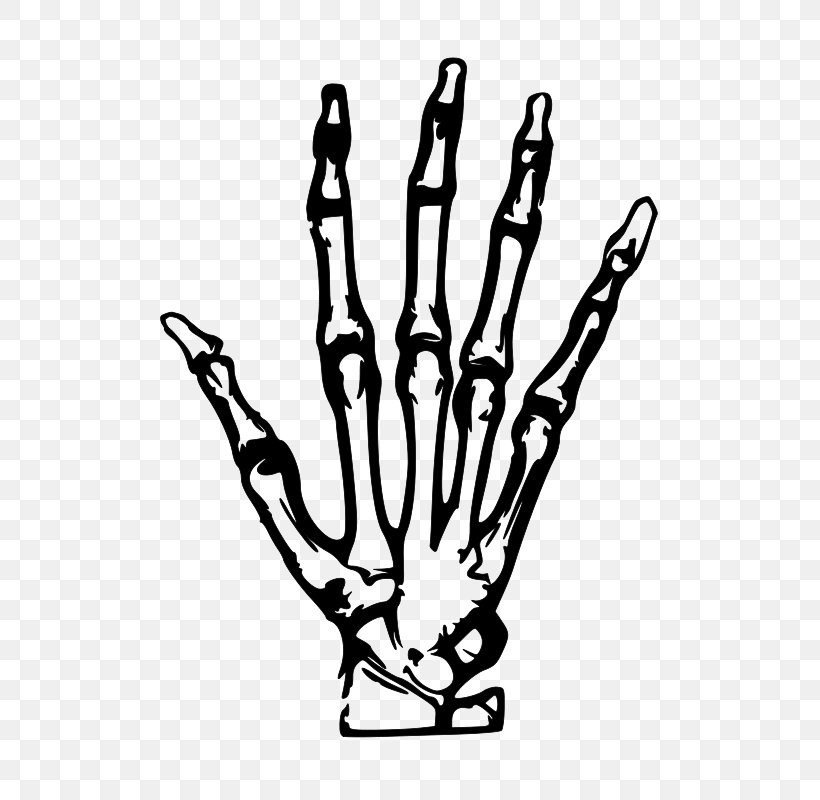 Human Skeleton Hand Bone Clip Art, PNG, 566x800px, Human Skeleton, Anatomy, Black And White, Bone, Carpal Bones Download Free
