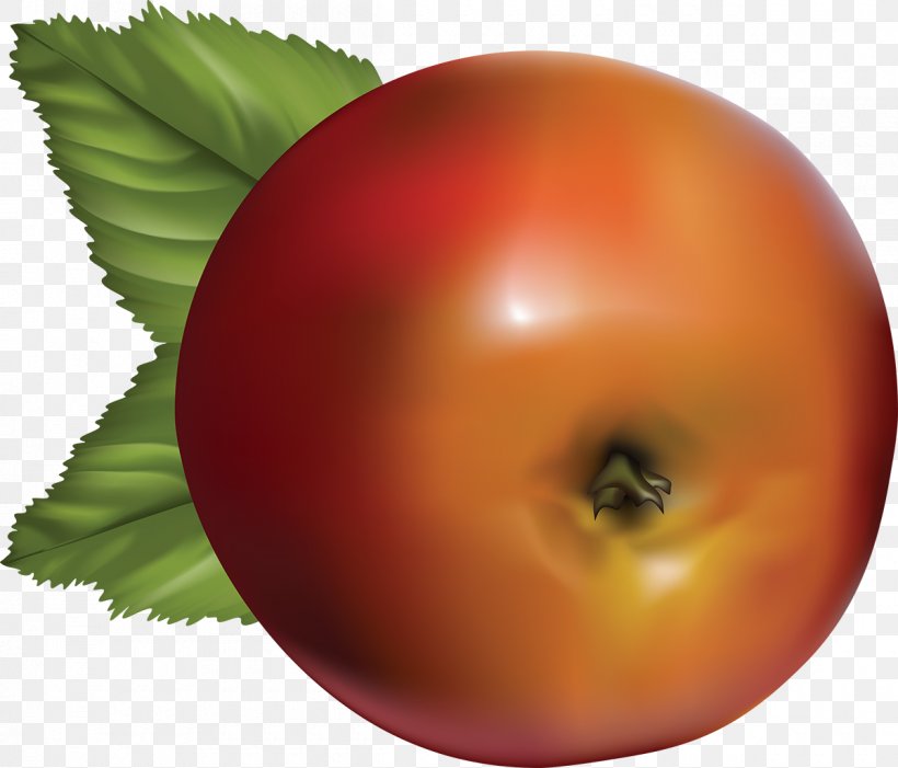 Tomato Apple Fruit Food Vector Graphics, PNG, 1200x1027px, Tomato, Apple, Apples, Berries, Bush Tomato Download Free