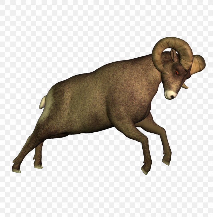 Argali Sheep Cattle Clip Art, PNG, 980x1000px, Argali, Animal, Bighorn, Cattle, Cattle Like Mammal Download Free