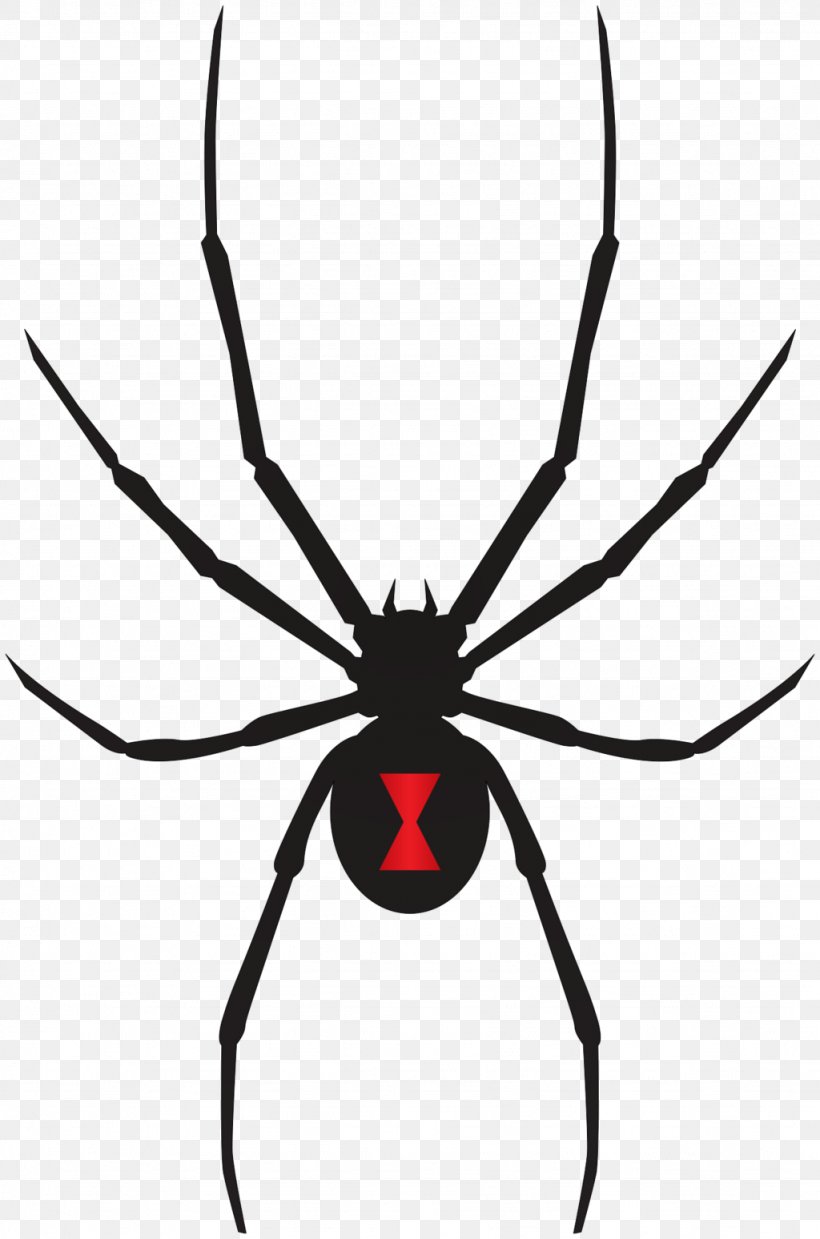 Armed Spiders Southern Black Widow Venom, PNG, 1024x1548px, Spider, Arachnid, Armed Spiders, Arthropod, Artwork Download Free