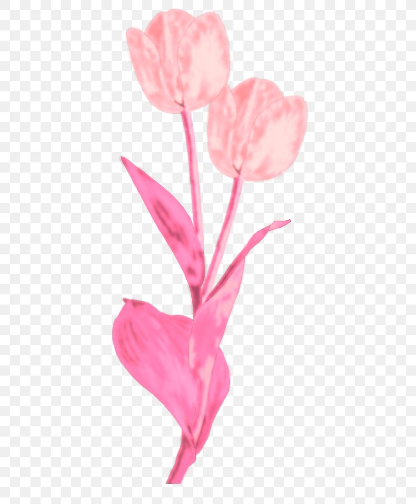 Tulip Cut Flowers Rose Family Petal Plant Stem, PNG, 679x993px, Tulip, Cut Flowers, Family, Flower, Flowering Plant Download Free