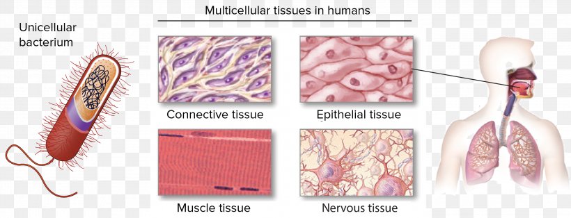 Connective Tissue Epithelium Human Body Nervous Tissue, PNG, 3052x1171px, Watercolor, Cartoon, Flower, Frame, Heart Download Free