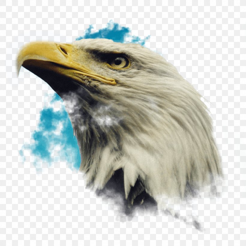 Bald Eagle Bird Golden Eagle Image, PNG, 1024x1024px, Bald Eagle, Accipitridae, Accipitriformes, Beak, Bird Download Free
