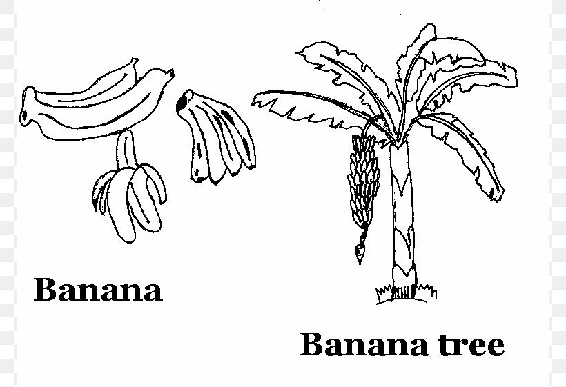 Banana Split Drawing Coloring Book Fruit, PNG, 771x561px, Watercolor, Cartoon, Flower, Frame, Heart Download Free