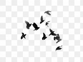 Animal Migration Blackandwhite - Bird Flock Wing Bird Migration Font PNG