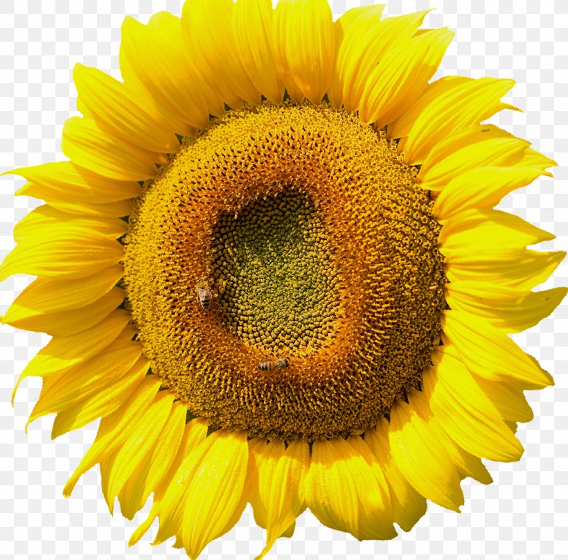 Common Sunflower, PNG, 1132x1116px, Common Sunflower, Annual Plant, Blossom, Daisy Family, Flower Download Free
